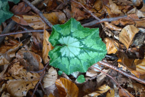 Дива Циклама край водопад Скоко, с. Кашина