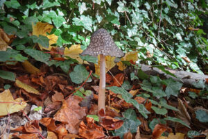 Гъба "Пъстра копринка" край водопад Скоко, с. Кашина