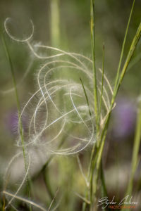 Златен парк