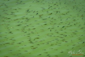 Стотици рибки плуващи в река Златна Панега в подножието на Златен парк, Луковит