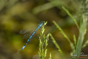 Водно конче на река Златна Панега